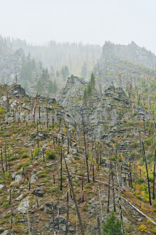 Tumwater Wildfire Remains