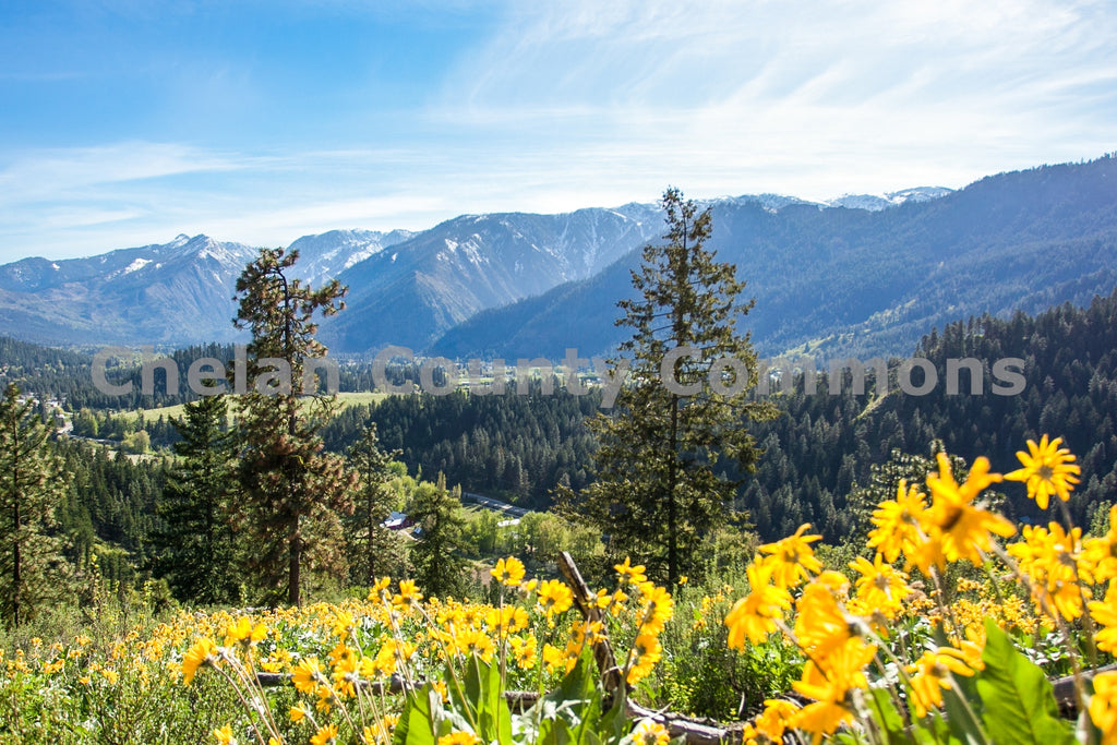 Leavenworth Wildflower Close-up Vista, by Travis Knoop | Capture Wenatchee