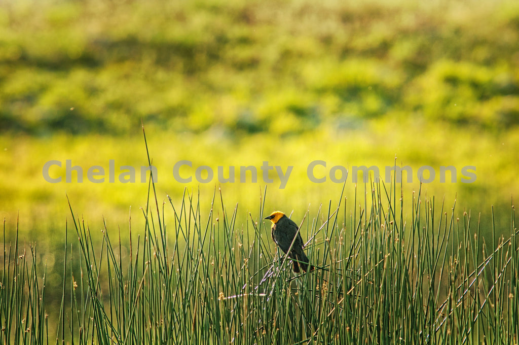 Bird Peers Over the Reeds, by Heidi Swoboda | Capture Wenatchee